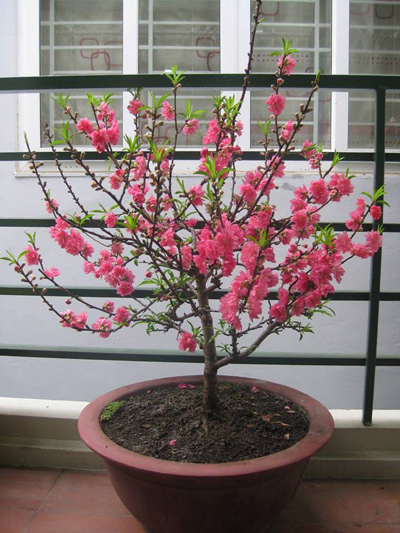 Gia đình lục đục “chiến tranh” chỉ vì... cành đào Tết - 2