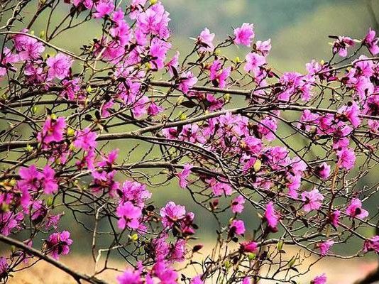 Hoa đỗ quyên "ngủ đông" khiến chị em phát sốt: Đẹp lạ nhưng có ngâm hóa chất độc hại?