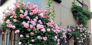 5 ý tưởng tuyệt vời với hoa