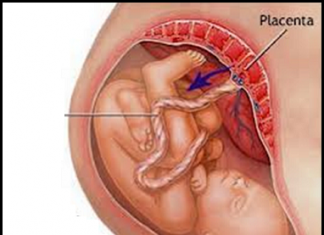 Cơ chế lây truyền HIV từ mẹ sang con