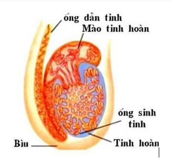 cau-tao-tinh-hoan-min-1