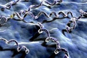 tế bào nhiễm giang mai