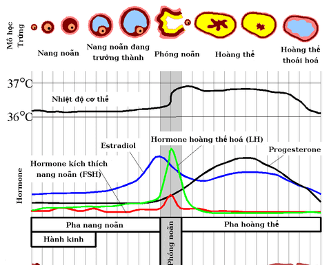 Sự thay đổi của niêm mạc tử cung theo từng giai đoạn của chu kỳ kinh nguyệt