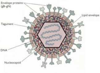 Tìm hiểu về Herpes sinh dục hay còn gọi là mụn rộp sinh dục.