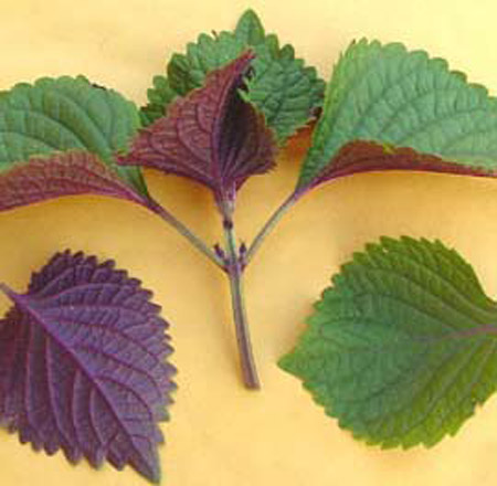 9 dược liệu Đông y có lợi cho bà bầu - 6