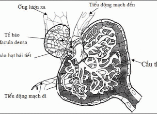 Viêm cầu thận mãn ở trẻ
