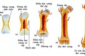 Sự phát triển của xương ở trẻ nhỏ diễn ra như thế nào?