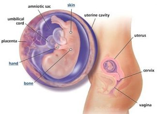 Thai nhi 11 tuần tuổi