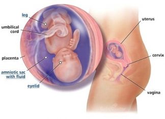 Thai nhi 15 tuần tuổi