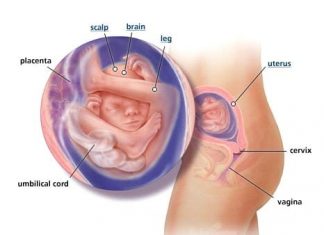 Thai nhi 19 tuần tuổi