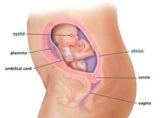 Thai nhi 21 tuần tuổi