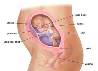 Thai nhi 24 tuần tuổi