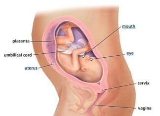 Thai nhi 27 tuần tuổi