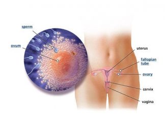 Thai nhi 2 tuần tuổi – Em bé của bạn bắt đầu hình thành như thế nào?
