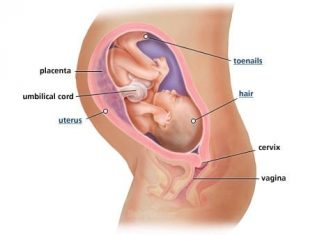 Thai nhi 32 tuần tuổi