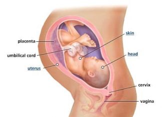 Thai nhi 36 tuần tuổi