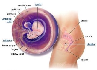 Thai nhi 7 tuần tuổi