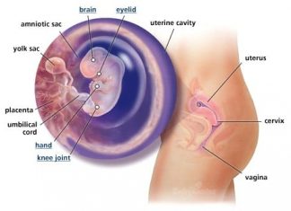 Thai nhi 8 tuần tuổi