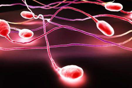 tinh trùng, thụ thai, túi tinh, cổ tử cung, xuất tinh, di chuyển, 