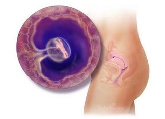 Thai nhi 4 tuần tuổi – Bước khởi đầu của chu kỳ mang thai