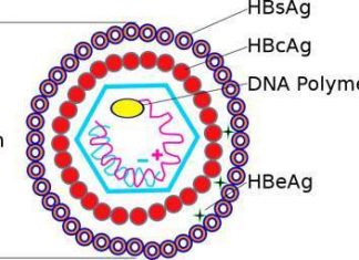Xét nghiệm HbsAg và HbeAb là gì?